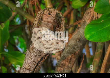 Cette photo montre un corail blanc sur un arbre artistiquement présentées. Cette photo a été prise dans les Maldives Banque D'Images