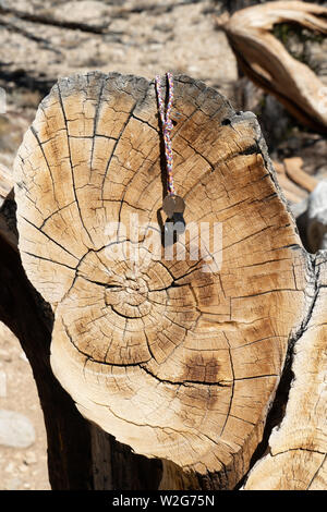 Vue en coupe de bois pin (Pinus longaeva), montrant les anneaux de croissance annuelle, les montagnes Blanches, en Californie, aux États-Unis. Pour Handlens échelle. Banque D'Images