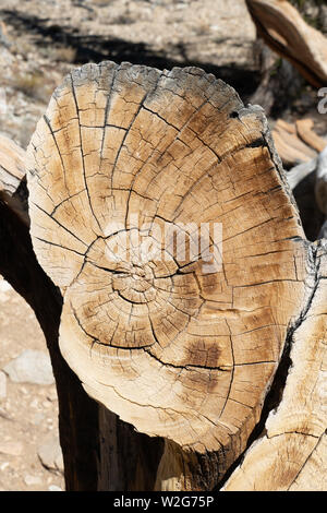 Vue en coupe de bois pin (Pinus longaeva), montrant les anneaux de croissance annuels, Montagnes Blanches, California, USA Banque D'Images