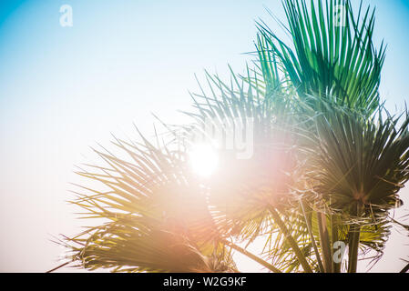 Palmiers sous les rayons du soleil de l'été. Banque D'Images