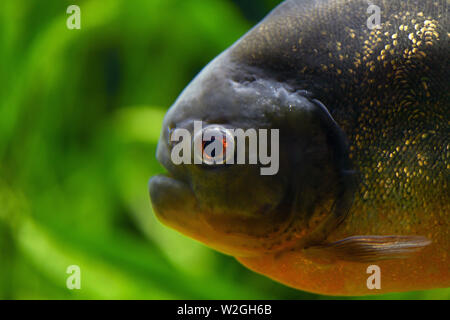 Grande tête de poisson prédateur piranha libre. La macro photographie. Photographie horizontale Banque D'Images