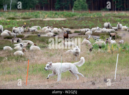 Doberlug Kirchhain, Allemagne. 08 juillet, 2019. Un chien de Montagne des Pyrénées guards un troupeau de chèvres et moutons sur le Weißhaus site du patrimoine naturel. Les chiens sont une bonne protection contre les loups. Les grandes forêts contiguës, du patrimoine naturel national sur les anciens militaires propriétés offrent les loups idéal et habitats non perturbés. Credit : Soeren Stache/dpa/Alamy Live News Banque D'Images