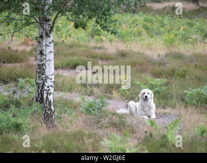 Doberlug Kirchhain, Allemagne. 08 juillet, 2019. Un chien de Montagne des Pyrénées guards un troupeau de chèvres et moutons sur le Weißhaus site du patrimoine naturel. Les chiens sont une bonne protection contre les loups. Les grandes forêts contiguës, du patrimoine naturel national sur les anciens militaires propriétés offrent les loups idéal et habitats non perturbés. Credit : Soeren Stache/dpa/Alamy Live News Banque D'Images