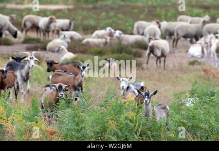 Doberlug Kirchhain, Allemagne. 08 juillet, 2019. Un troupeau de chèvres et moutons sur le site de patrimoine naturel. Weißhaus Credit : Soeren Stache/dpa/Alamy Live News Banque D'Images