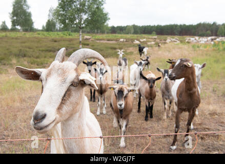 Doberlug Kirchhain, Allemagne. 08 juillet, 2019. Un troupeau de chèvres et moutons sur le site de patrimoine naturel Weißhaus derrière une clôture de pâturage. Credit : Soeren Stache/dpa/Alamy Live News Banque D'Images