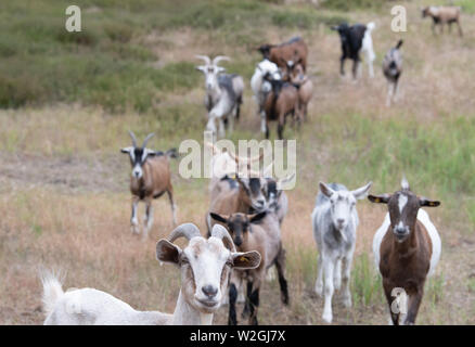 Doberlug Kirchhain, Allemagne. 08 juillet, 2019. Un troupeau de chèvres et moutons sur le site de patrimoine naturel. Weißhaus Credit : Soeren Stache/dpa/Alamy Live News Banque D'Images