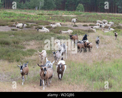 Doberlug Kirchhain, Allemagne. 08 juillet, 2019. Un troupeau de chèvres et moutons sur le site de patrimoine naturel. Weißhaus Credit : Soeren Stache/dpa/Alamy Live News Banque D'Images