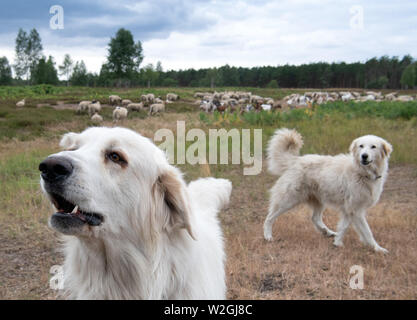 Doberlug Kirchhain, Allemagne. 08 juillet, 2019. Garde de chiens de montagne des Pyrénées un troupeau de chèvres et moutons sur le Weißhaus site du patrimoine naturel. Les chiens sont une bonne protection contre les loups. Les grandes forêts contiguës, du patrimoine naturel national sur les anciens militaires propriétés offrent les loups idéal et habitats non perturbés. Credit : Soeren Stache/dpa/Alamy Live News Banque D'Images