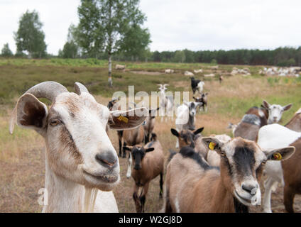 Doberlug Kirchhain, Allemagne. 08 juillet, 2019. Un troupeau de chèvres et moutons sur le site de patrimoine naturel. Weißhaus Credit : Soeren Stache/dpa/Alamy Live News Banque D'Images