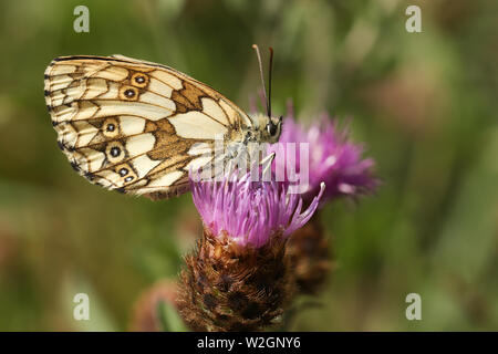 Un joli papillon blanc marbré femelle, Melanargia galathea, perché sur une fleur de centaurée dans un pré au Royaume-Uni. Banque D'Images