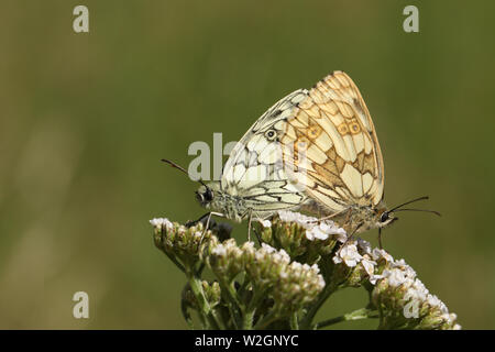 Une paire de jolie papillon blanc marbré, Melanargia galathea, perché sur une fleur d'Achillée dans un champ au Royaume-Uni. Banque D'Images