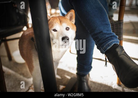 Shiba Inu dans la ville à l'coffehoouse avec son propriétaire. Chien dans la ville. Banque D'Images