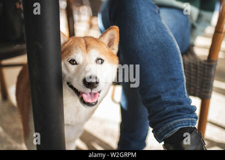 Shiba Inu dans la ville à l'coffehoouse avec son propriétaire. Chien dans la ville. Banque D'Images