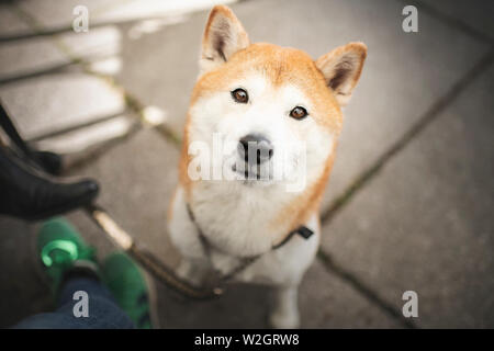 Shiba Inu dans la ville à l'coffehoouse avec son propriétaire. Chien dans la ville. Banque D'Images