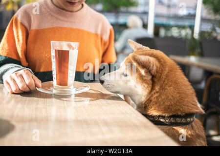 Shiba Inu dans la ville à l'coffehoouse avec son propriétaire. Chien dans la ville. Banque D'Images