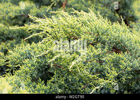 Close-up de Juniperus horizontalis 'Golden carpet', aussi connu comme le genévrier horizontal ou rampante, de cèdre avec de jeunes pousses vert clair au début Banque D'Images