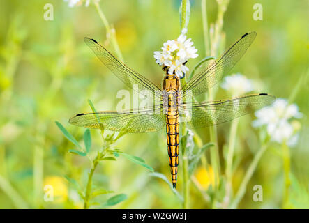 Une libellule Orthetrum cancellatum jaune, homme, également connu sous le nom de black-tailed skimmer, manger sur une fleur sous le chaud soleil de printemps Banque D'Images