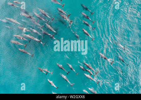 Vue aérienne d'une escouade, banc de dauphins croisière dans les eaux tropicales chaudes. Antenne magnifique d'un grand groupe de dauphins dans l'eau turquoise bleu Banque D'Images