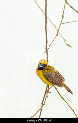 Asiatique mâle Golden Weaver isolé perché sur la perche Banque D'Images