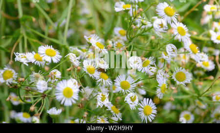 L'Erigeron annuus, daisy fleabane fleurs Banque D'Images