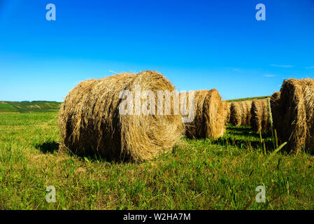 Meules sur champ vert à l'été en Pologne. Ciel bleu clair Banque D'Images