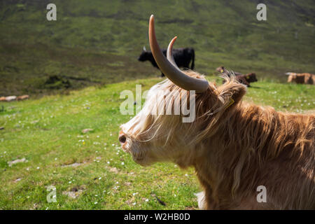La vache Highland, une race bovine écossaise qui est local connu sous le nom de 'chef', broute dans un pré dans le flanc de colline sur l'île de Skye, Écosse, Royaume-Uni Banque D'Images