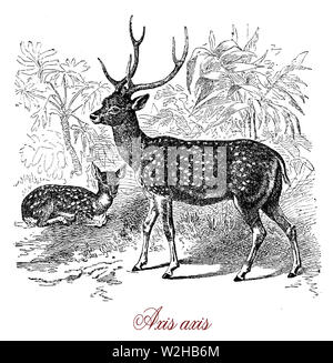 Chital ou axis est deer avec bois et la partie dorsale couverte par des points blancs originaire de l'Inde.c'est un animal grégaire et forme des troupeaux matriarcale dans les prairies de nourriture Banque D'Images