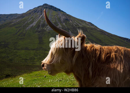 La vache Highland, une race bovine écossaise qui est local connu sous le nom de 'chef', broute dans un pré dans le flanc de colline sur l'île de Skye, Écosse, Royaume-Uni Banque D'Images