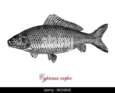 Gravure de vintage, de poisson d'eau douce de la carpe européenne depuis l'antiquité ressource alimentaire importante pour les humains Banque D'Images
