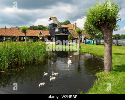 Swan avec cygnets sur l'étang à la boutique et salon de thé à Meare Suffolk Aldeburgh en Angleterre Banque D'Images