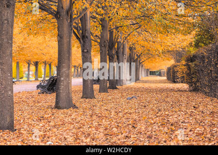 Beaux paysages automnaux de tunnel d'arbres dans le Regent's Park de Londres Banque D'Images