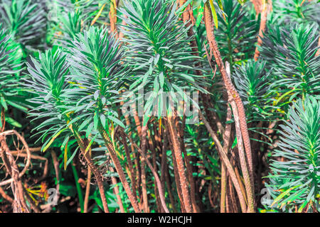 Plante à feuilles persistantes, l'euphorbe ésule (Euphorbia characias euphorbe méditerranéenne ou de l'albanie) dans Regent's Park de Londres Banque D'Images