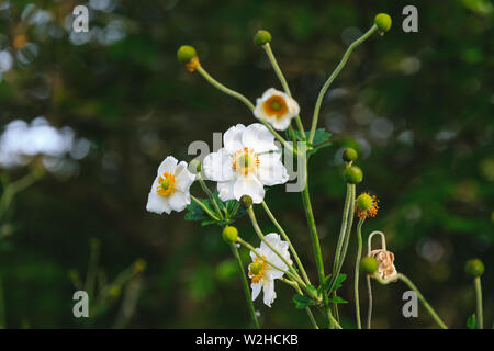 Capitules blanc (japonais, de l'anémone ou arum creticum windflower) et verts seedheads dans Regent's Park de Londres Banque D'Images