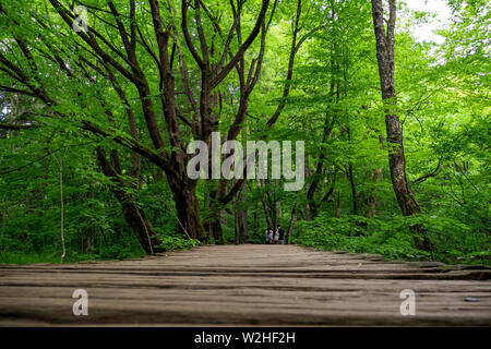 Sentier en bois menant à travers la forêt dense et verte au parc national des Lacs de Plitvice, Croatie Banque D'Images