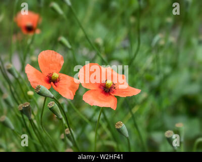 Coquelicots rouges dans un jardin botanique de Goettingen, Allemagne Banque D'Images