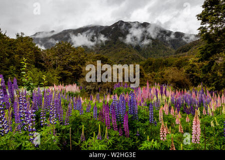 Paysage floral coloré le long de la Milford Road, South Island, New Zealand Banque D'Images