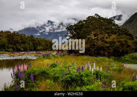 Paysage floral coloré le long de la Milford Road, South Island, New Zealand Banque D'Images