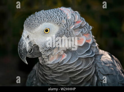 Perroquet gris d'Afrique (Psittacus erithacus) Banque D'Images