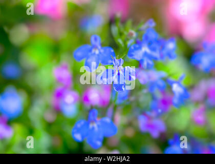 Suspendu dans le lobelia bleu accueil jardin. Banque D'Images