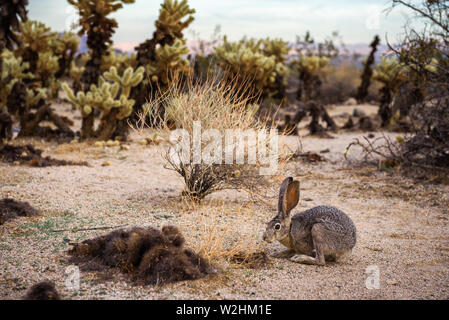 Un black-tailed jackrabbit assis sur un sentier dans le parc national Joshua Tree Banque D'Images