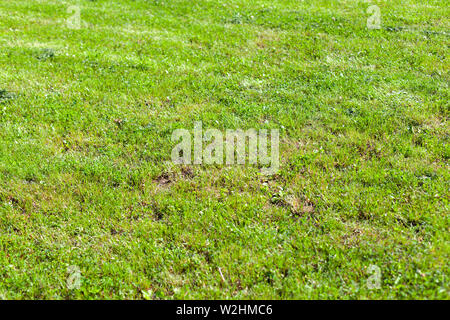 Parées des pelouses en été journée ensoleillée, fraîche fond d'herbe verte avec selective focus Banque D'Images