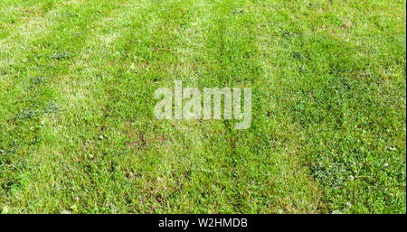 Parées des pelouses en été journée ensoleillée, fraîche fond d'herbe verte avec effet de perspective Banque D'Images