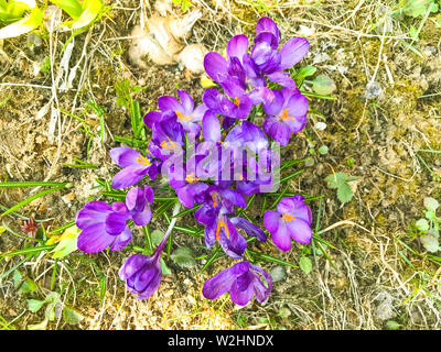 Purple fleurs de printemps sur l'ancien de l'herbe sèche, la masse. Banque D'Images