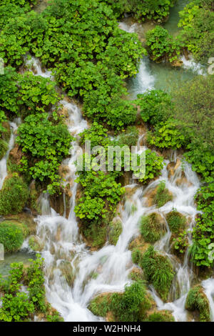 Se précipiter vers le bas des cascades d'eau douce pure les barrières naturelles dans le lac Kaluđerovac couleur turquoise au parc national des Lacs de Plitvice en Croatie Banque D'Images