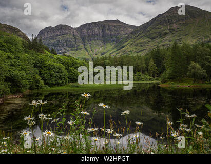 Leucanthemum vulgare, communément connue sous le nom de marguerite oxeye daisy chien ou poussant sur les rives de Torren Lochan à Glencoe dans les Highlands écossais Banque D'Images