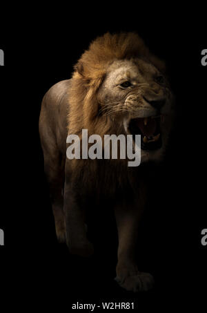 Male lion (Panthera leo) Balade en fond sombre Banque D'Images