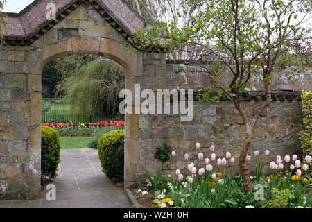 Jardins Southover Grange tulipes au printemps Lewes Banque D'Images