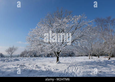 Arbre couvert de neige dans le ciel bleu hindhead surrey Banque D'Images