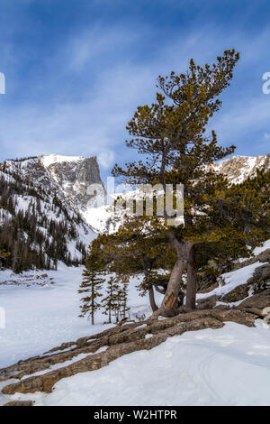 Arbres alpins et Hallet Peak le long d'un lac gelé Dream situé dans le Parc National des Montagnes Rocheuses sur un jour d'hiver/printemps Banque D'Images