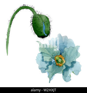 Le pavot bleu floral fleurs botanique. Printemps sauvage de fleurs sauvages de la feuille. Contexte aquarelle illustration set. Aquarelle Dessin aquarelle de mode. Isola Banque D'Images